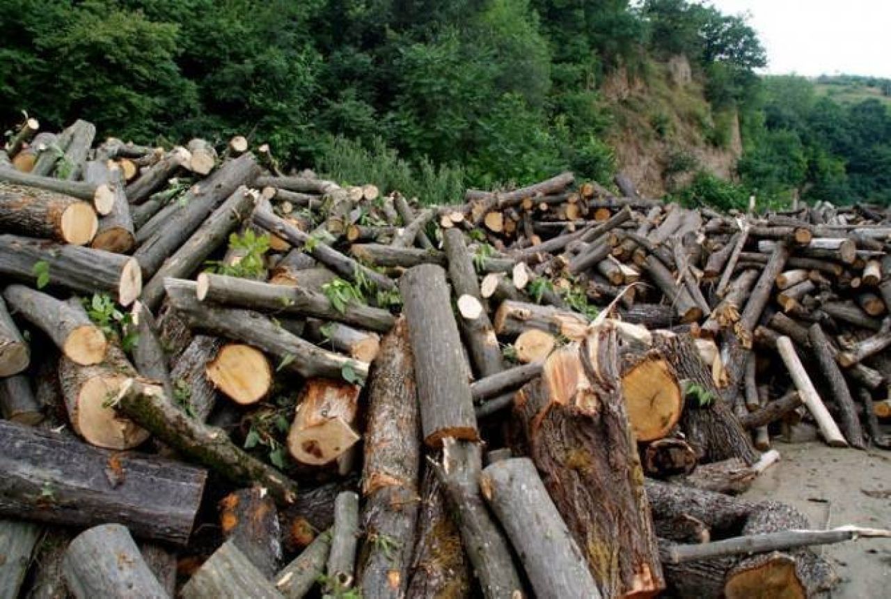 Ապօրինի ծառահատման բացահայտում՝ Լոռիում