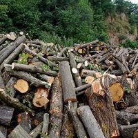 Ապօրինի ծառահատման բացահայտում՝ Լոռիում
