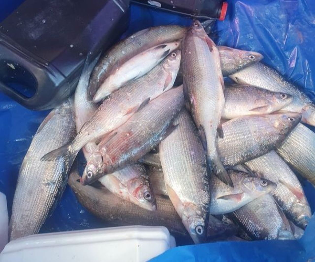 Սիգի որսի արգելքի ընթացքում առգրավվել է 1 տոննայից ավելի ապօրինի որսված ձուկ