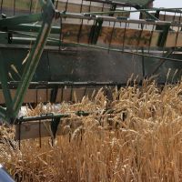Արթիկում մեկնարկել է ցորենի ցանքատարածությունների գումարների փոխհատուցման գործընթացը