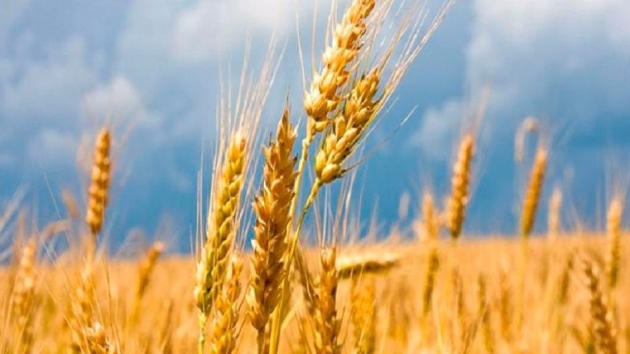 Վրաստանը ժամանակից շուտ չեղարկել է ցորենի արտահանման արգելքը