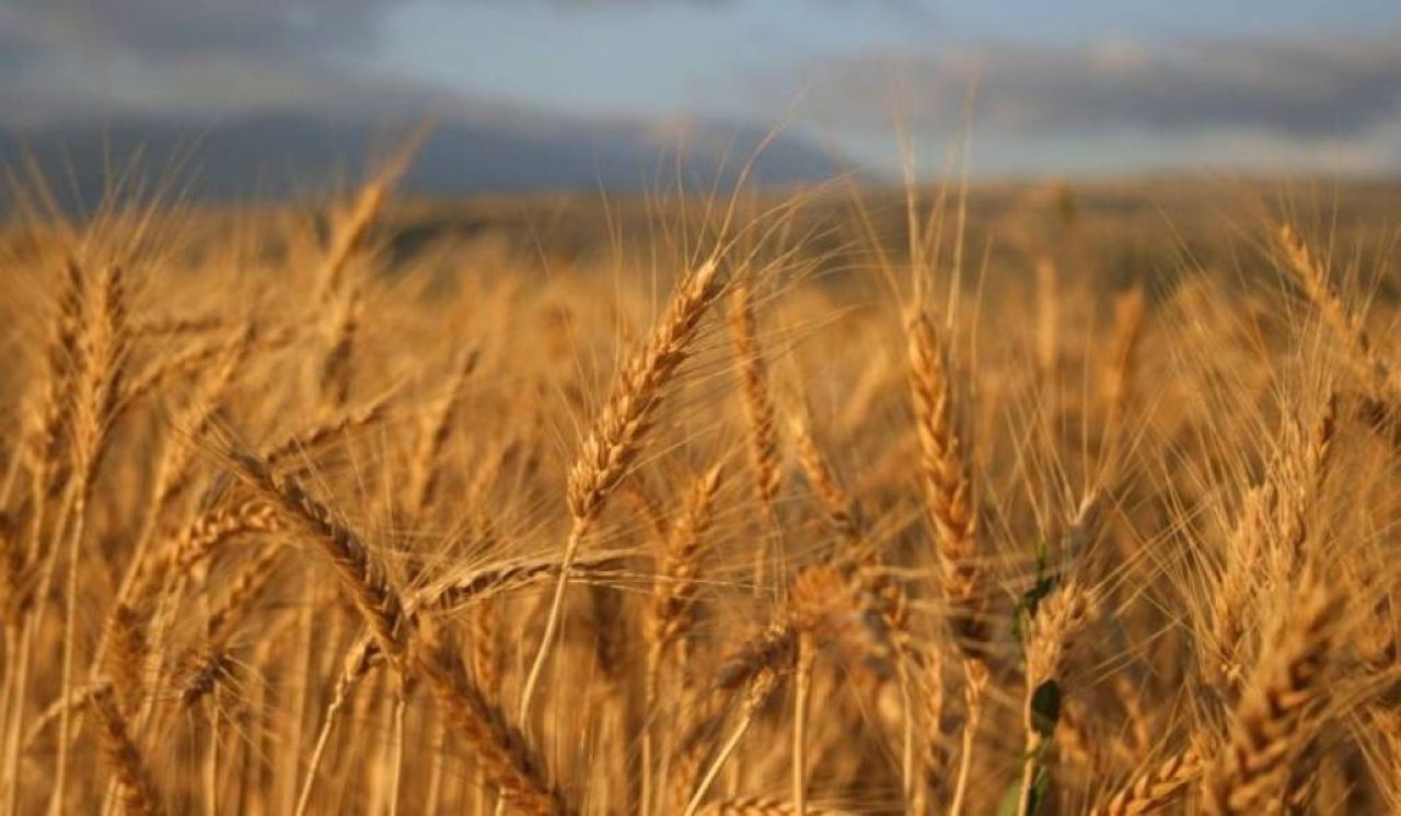 Եվրահանձնաժողովը ժամանակավորապես արգելել է Ուկրաինայից ցորենի մատակարարումը հինգ երկրներ