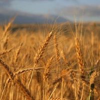 Եվրահանձնաժողովը ժամանակավորապես արգելել է Ուկրաինայից ցորենի մատակարարումը հինգ երկրներ